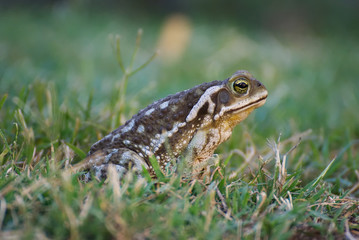 Big frog enjoying the nature after the rain