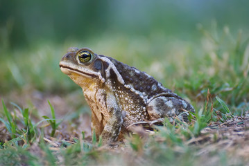 Big frog enjoying the nature after the rain
