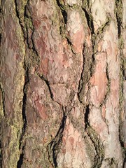 Pine bark texture.