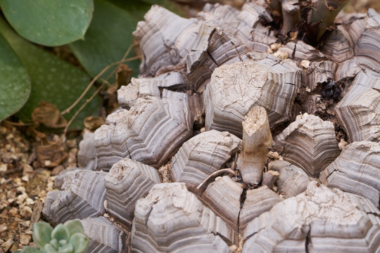 Dioscorea elephantipes