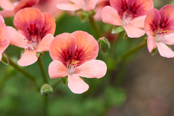 Geranium