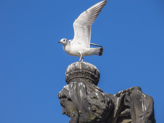 Seagull sitting on stone statue head
