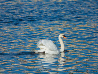 Fototapeta na wymiar Swan floating on water surface