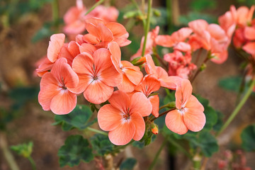 Salmon Geranium