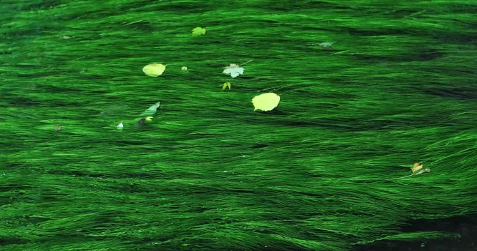 Clean stream, growing with green aquatic plants?Submergent plant