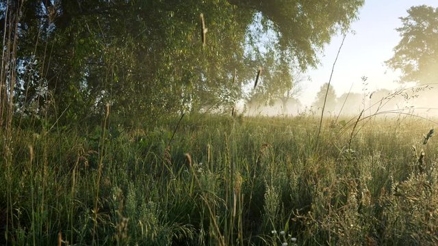 Summer meadow foggy landscape in morning lights. Camera moving through wet green grass. Steadicam shot. 4K, UHD