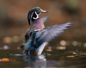Wood Duck