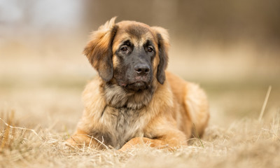 Leonberger dog
