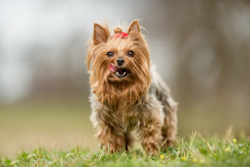 Yorkshire terrier dog