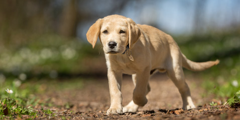 Young labrador retriever dog puppy