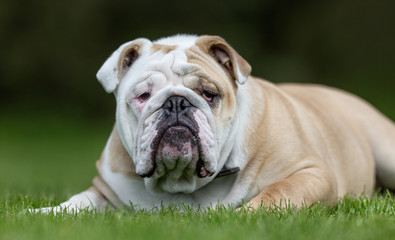 English bulldog