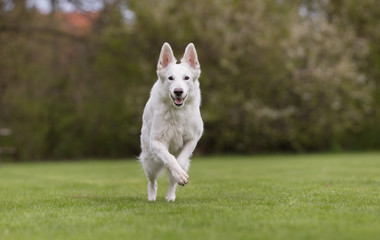 White german shepherd dog