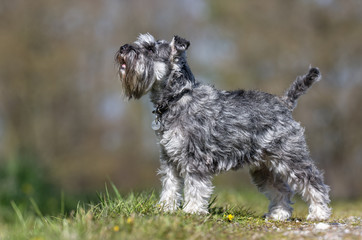 Terrier dog