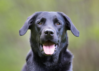 Labrador retriever dog