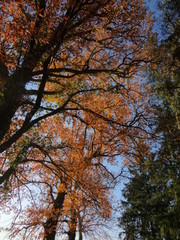 Arbres en automne avec feuilles de couleur orange dans une forêt en Corrèze 