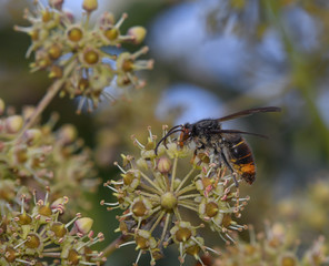 Asian wasp feeding on the flowers of the ivy 