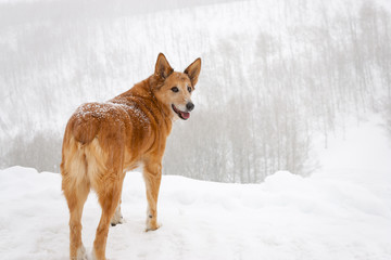 Dog In Snowstorm