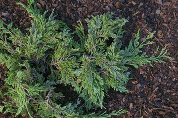  Juniperus horizontalis Pancake - obrazy, fototapety, plakaty