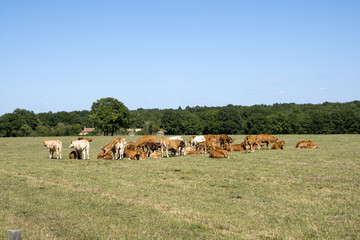 Obraz premium Troupeau de vaches