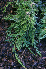  Juniperus horizontalis Pancake - obrazy, fototapety, plakaty