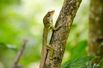 Anolis lizard, Tobago