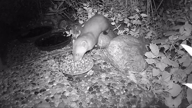 beech marten (Martes foina) feeding cat food in night