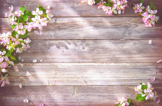 Fototapeta Spring blooming branches on wooden background