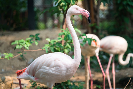 Flamingos stand in zoo cage