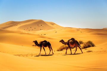 Couple of dromedaries walking in the middle of a sandy desert on a sunny day