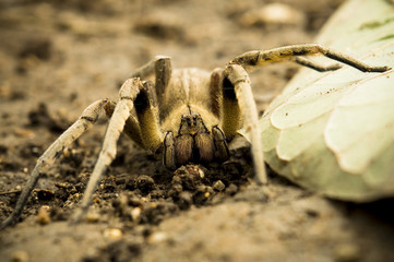 Spider