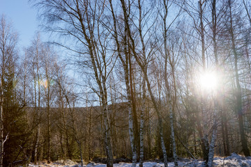 Sun shines through the trees in the winter forest