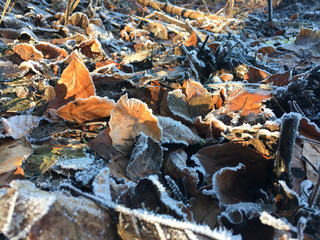 Frostiges Laub im Sonnenschein