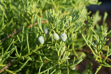  Juniperus virginiana Golden Spring © 7monarda