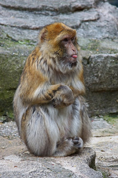 Nahaufnahme eines frechen Berberaffens