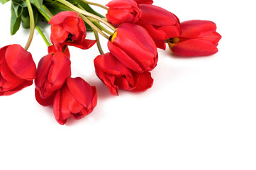 Naklejka na ściany i meble Red tulips on a white background