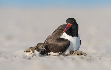 American Oystercatcher