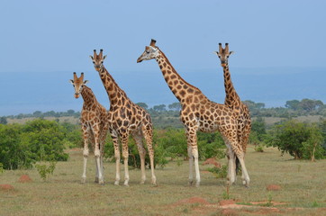 Fototapeta premium Gruppo di giraffe