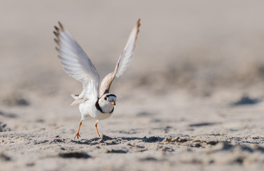 Piping Plover