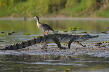 Piccolo coccodrillo sulle rive del Nilo