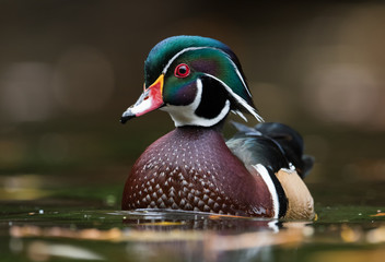 Wood Duck