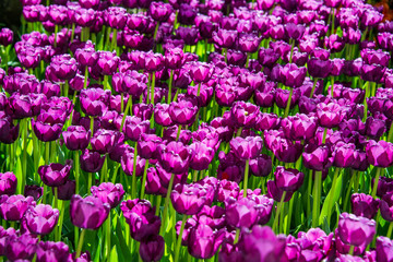 Purple Tulips