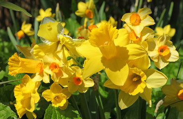 Diff&eacute;rentes vari&eacute;t&eacute;s de narcisses