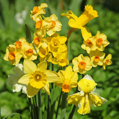 Diff&eacute;rentes vari&eacute;t&eacute;s de narcisses