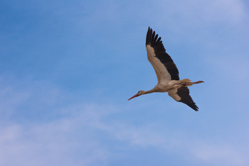 Cigogne