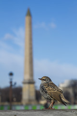 Obélisque de Louxor (París)