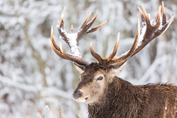Single adult noble deer with big beautiful horns with snow on winter forest background. European wildlife landscape with snow and deer with big antlers.