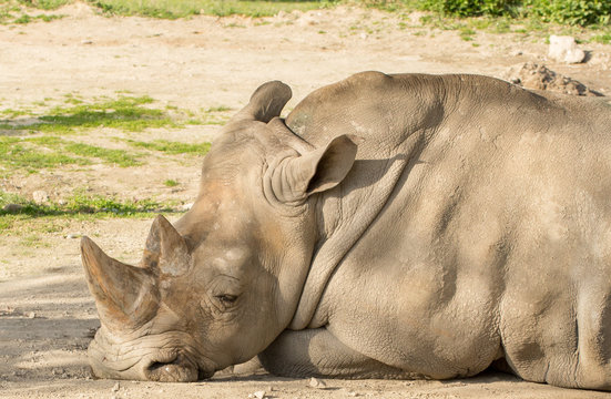 rhinocero head closeup