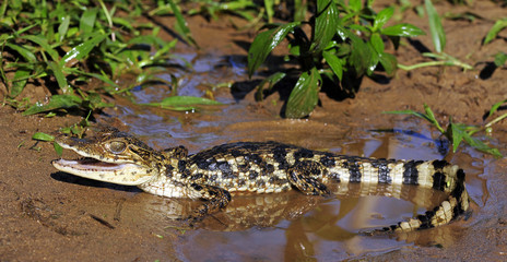 Krokodilkaiman / Nördliche Brillenkaiman (Caiman crocodilus) - Spectacled caiman  © bennytrapp