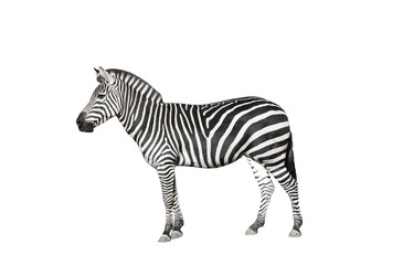 Fototapeta na wymiar zebra on a white background