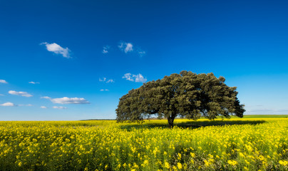 Fototapeta na wymiar Tree in Yellow Field